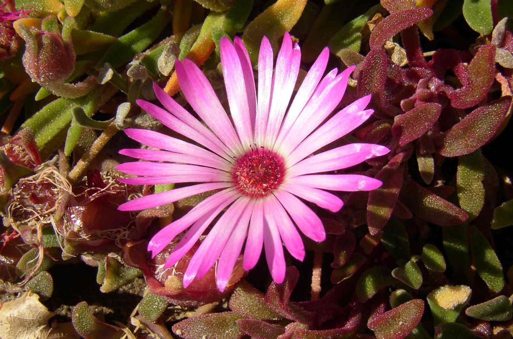 ice-flower-leh-ladakh-india-travel-forum-indiamike