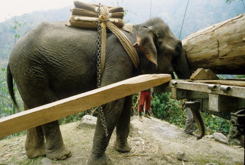 Elephant logging wood - India Travel Forum | IndiaMike.com