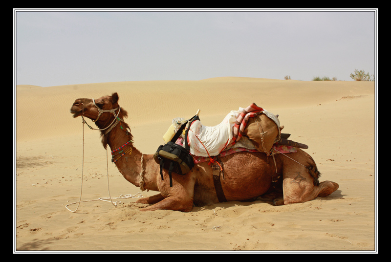 My Camel - India Travel Forum | IndiaMike.com