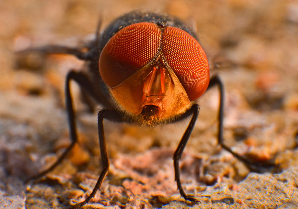 Lifespan Of Housefly In India