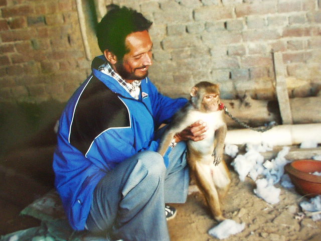 monkey as pet