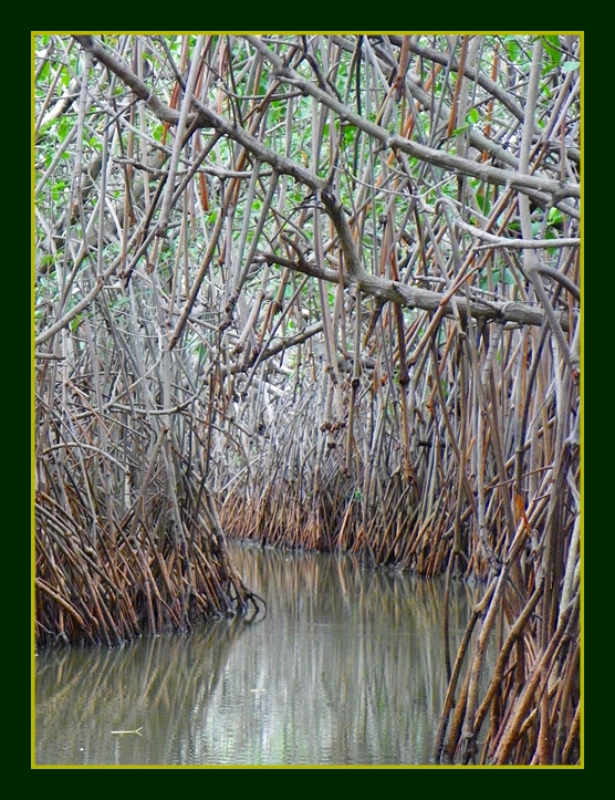 Mangroves In Pichavaram