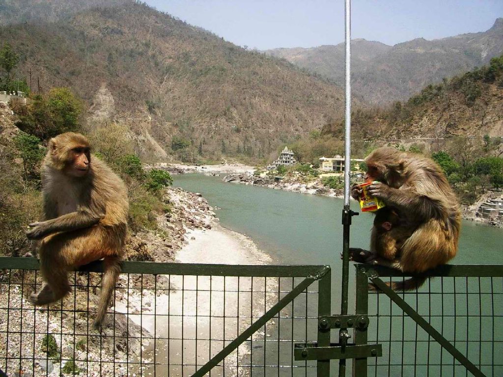 Laxman Jhula Bridge