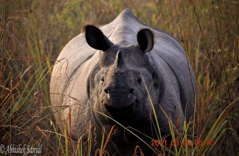 one horned ceratops