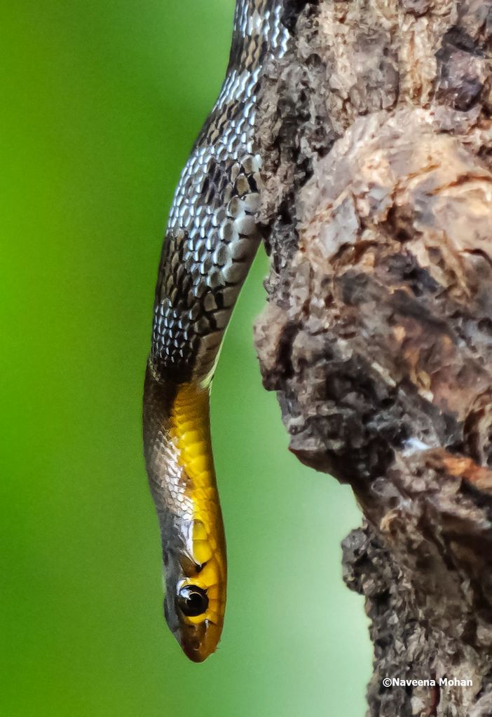 Buff Striped Keelback Snake - India Travel Forum 