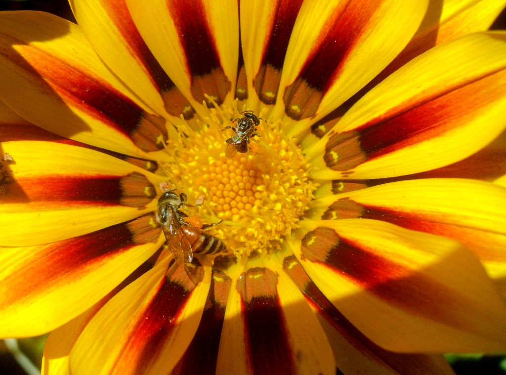 pollen-stock-photo-alamy