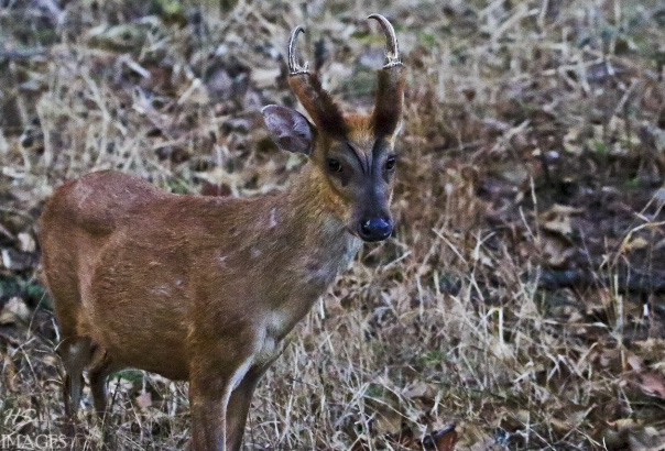 barking-deer-india-travel-forum-indiamike