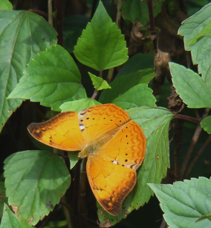 cirrochroa-thais-fabricius-1787-tamil-yeoman-butterfly