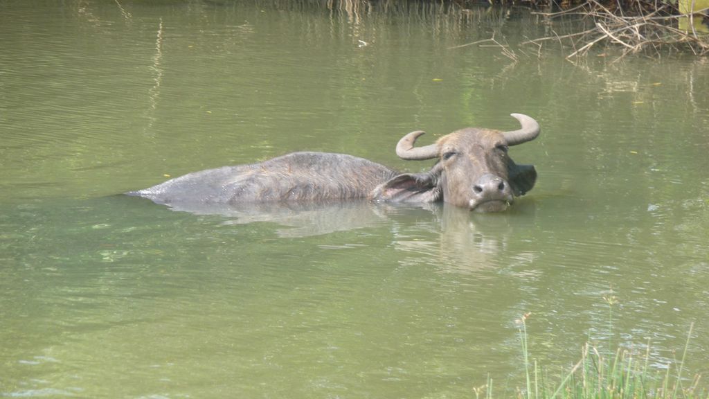 water-buffalo-in-the-mangrove-swamp-india-travel-forum-indiamike