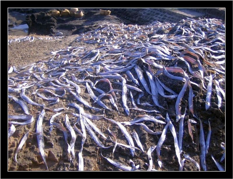 dry-fish-india-travel-forum-indiamike