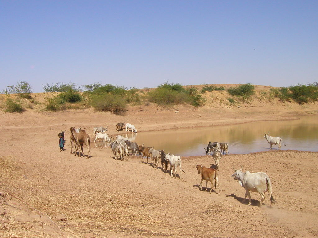 desert-watering-hole-india-travel-forum-indiamike