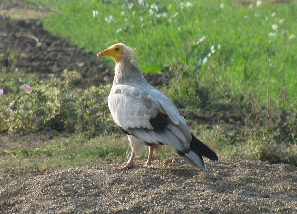 endangered-bird-india-travel-forum-indiamike