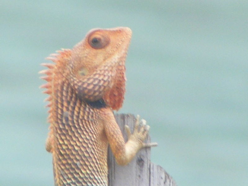 Common Indian Lizard - India Travel Forum | IndiaMike.com