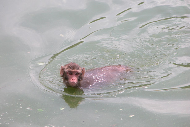 monkey swimming