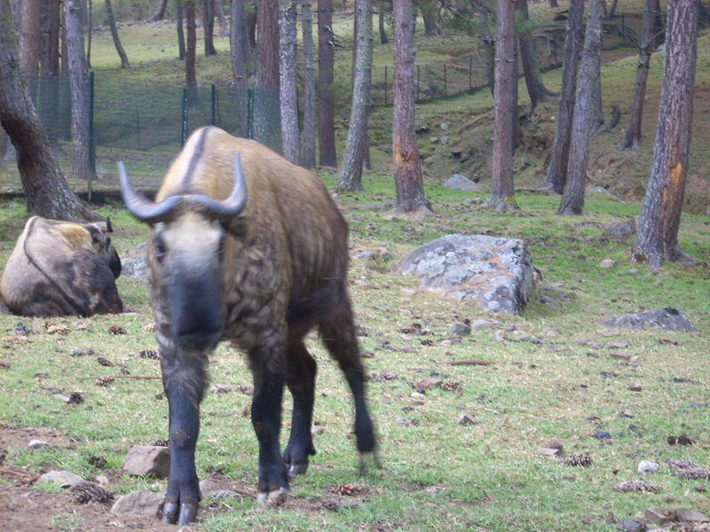 takin-the-national-animal-of-bhutan-by-edwin-dejongh-unusual