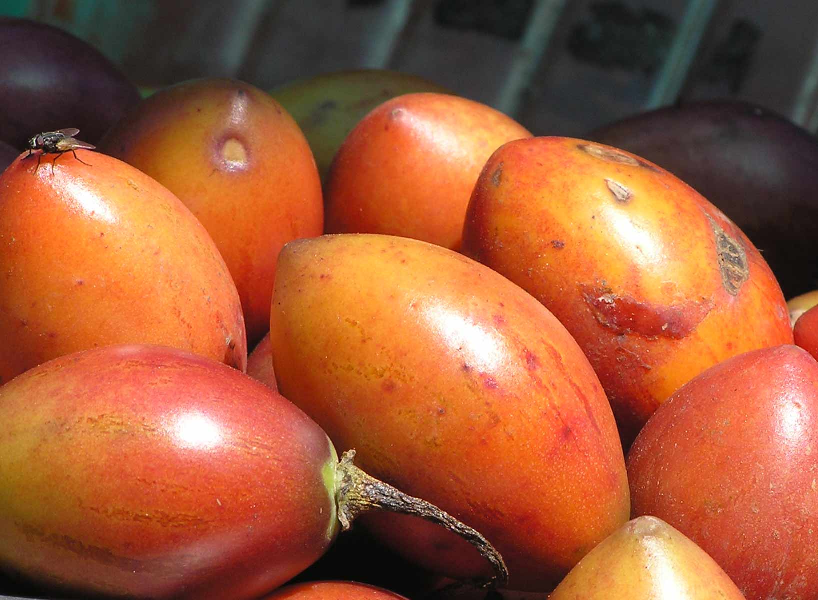 tree-tomato-india-travel-forum-indiamike