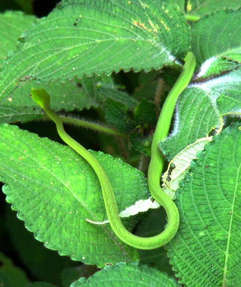 indian vine snake