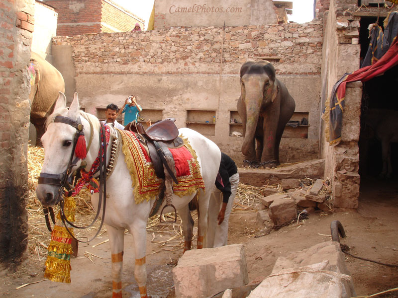 horses india