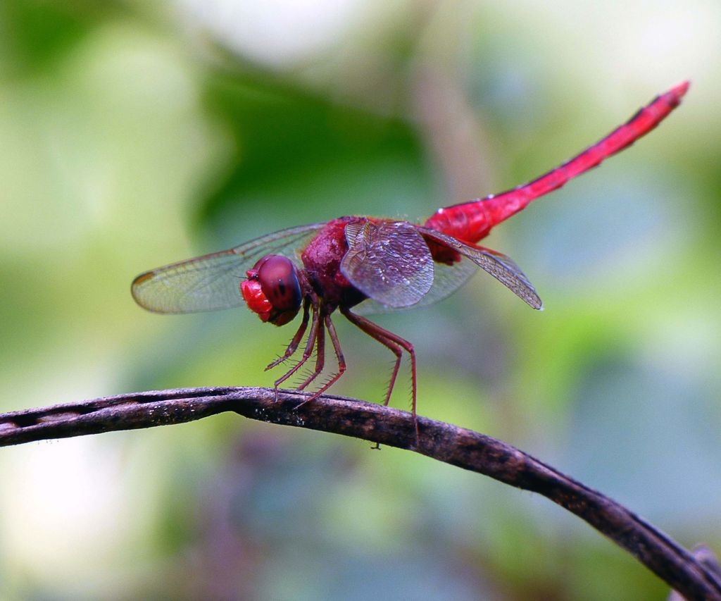 cute-insect-india-travel-forum-indiamike