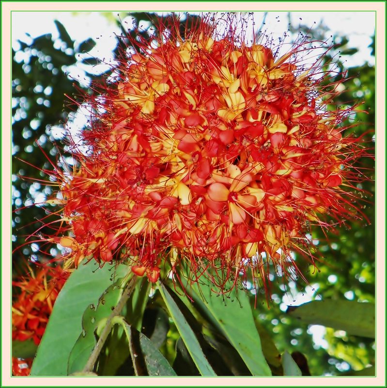 Saraca Indica Plant