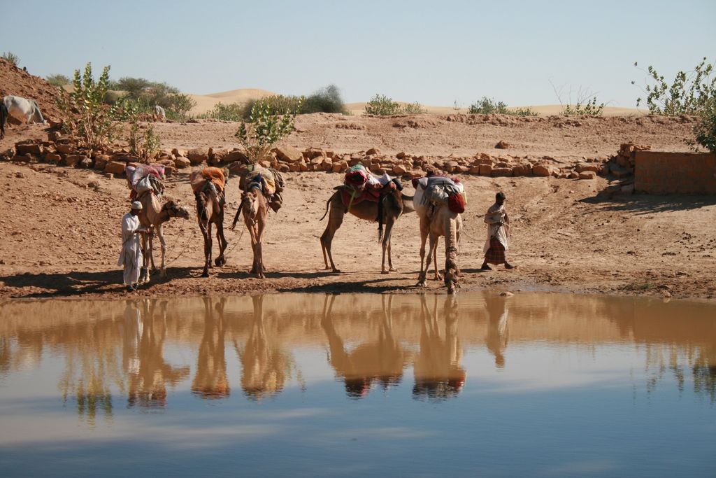 Camels at the oasis India Travel Forum