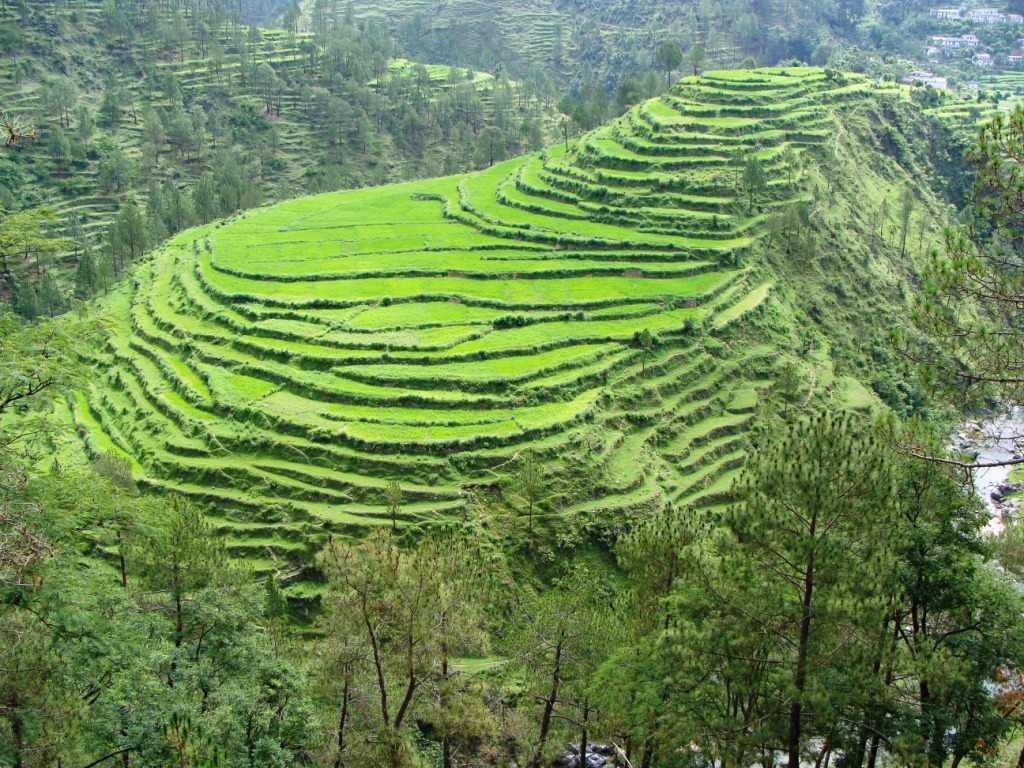 Paddy Fields Images