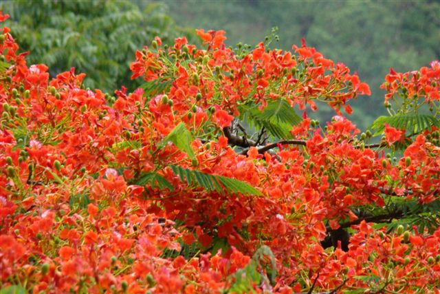 Trees In Kerala