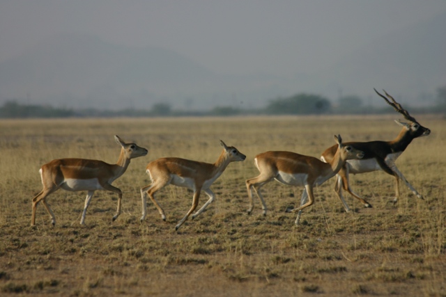 Churu Rajasthan