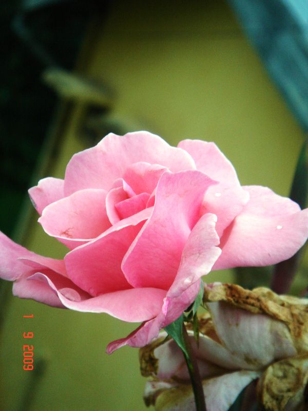 Rose India