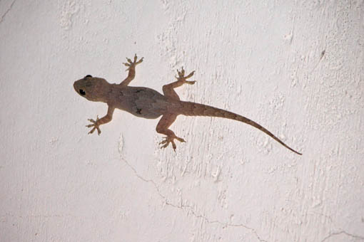 Lizard India