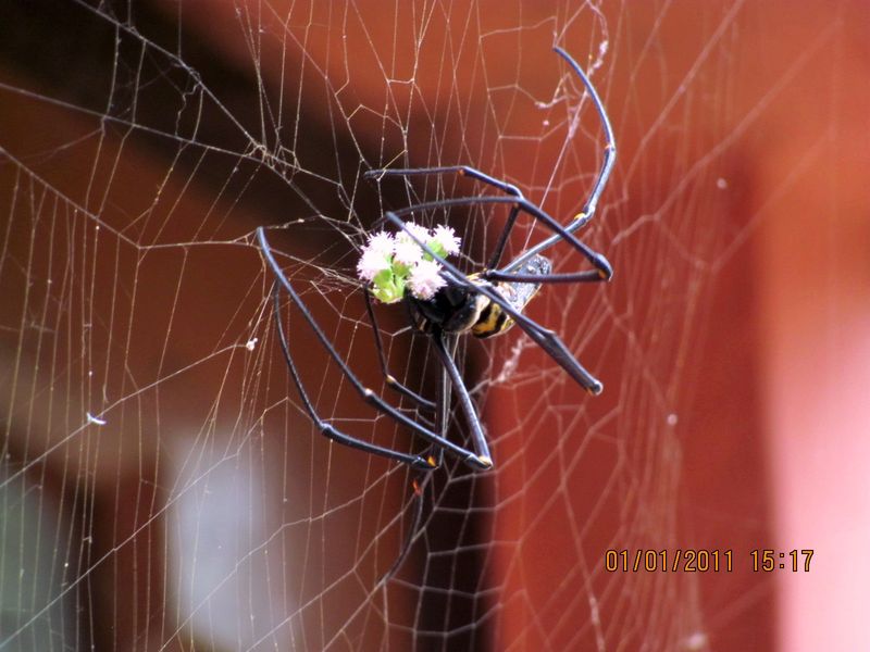 Giant Wood Spider