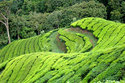 High altitude tea plantation at Top Station near Munnar