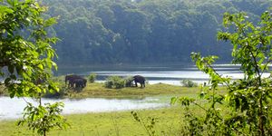 Elephants moving away from our trek path