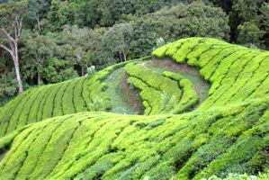 High altitude tea plantation at Top Station near Munnar