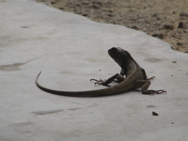 Lizard India