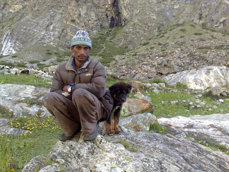 Himalayan Sheepdog