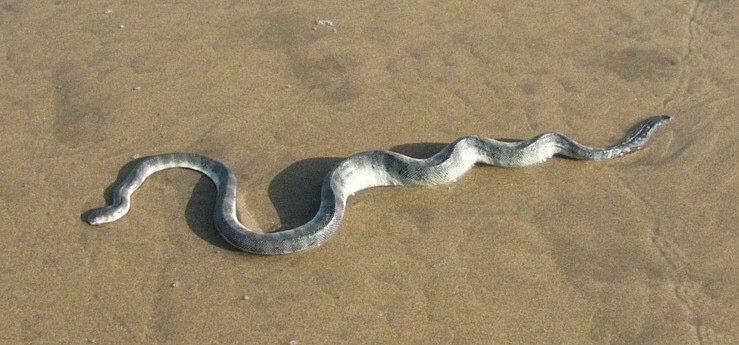 All Indian Snakes