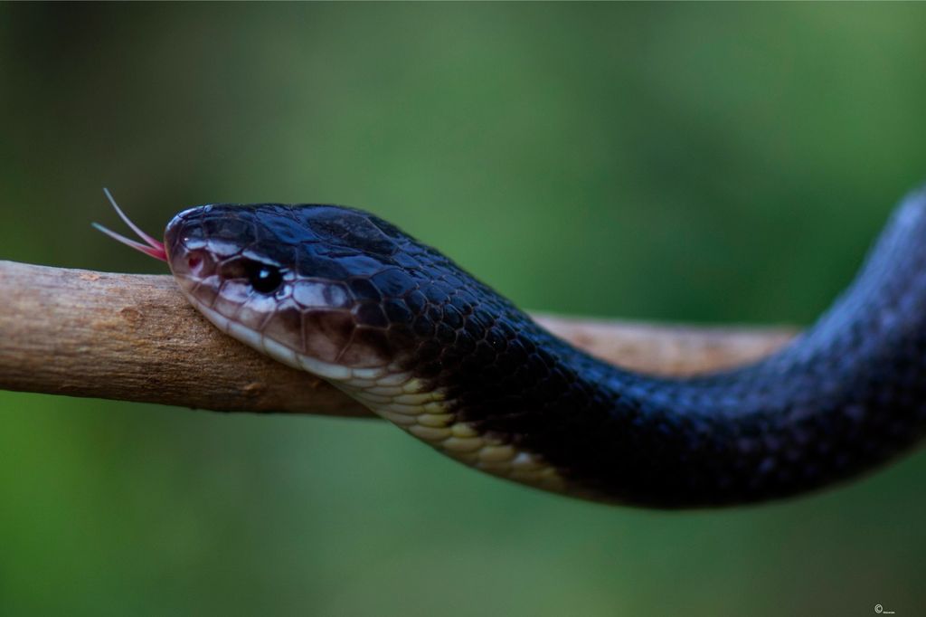 common krait - India Travel Forum | IndiaMike.com