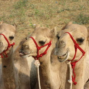  Pushkar camel fair