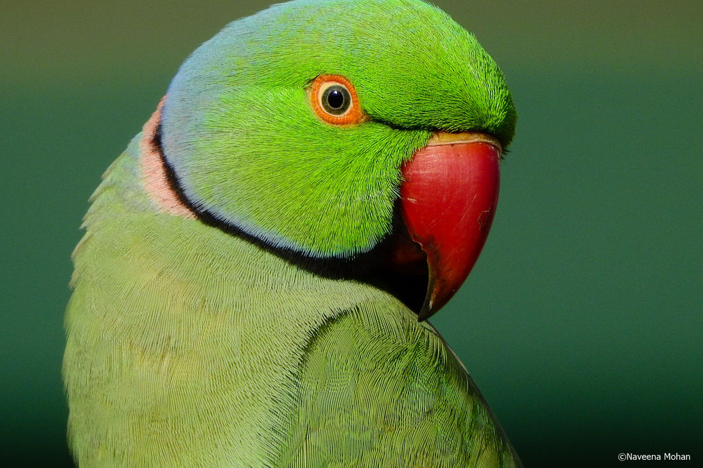 Parakeet Portrait! - India Travel Forum | IndiaMike.com