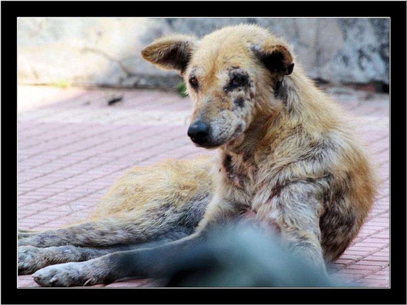 Street Dog - India Travel Forum | IndiaMike.com