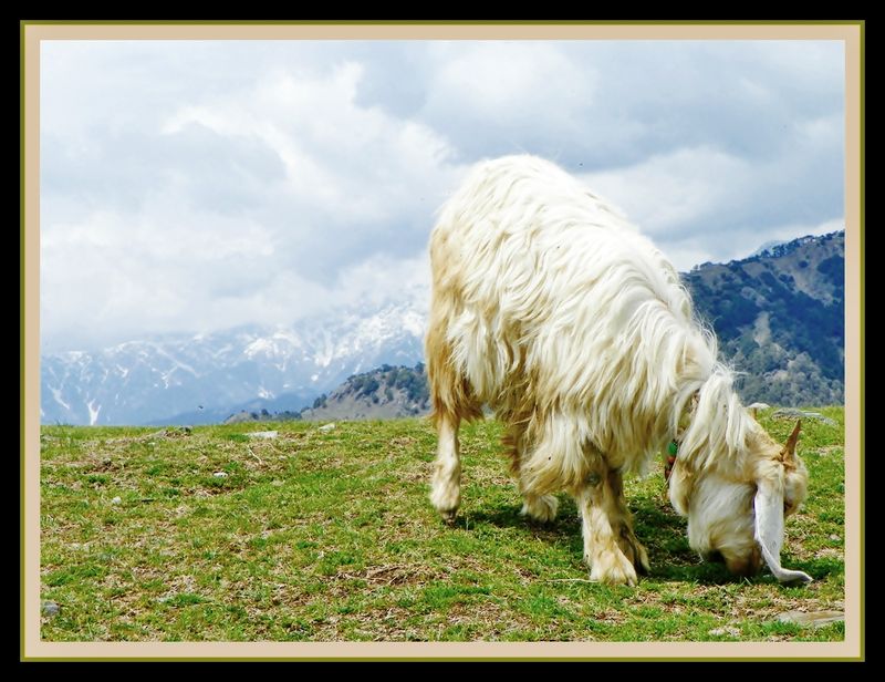 India Travel | Pictures: Grazing woolly goat billing himachal