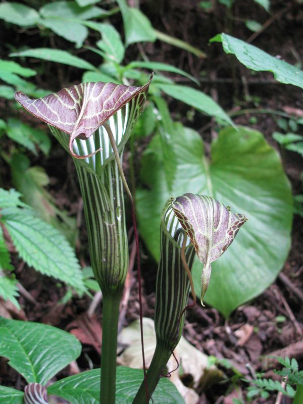 Cobra Lily - India Travel Forum | IndiaMike.com