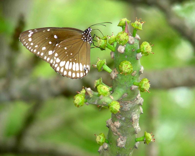 butterfly-india-travel-forum-indiamike