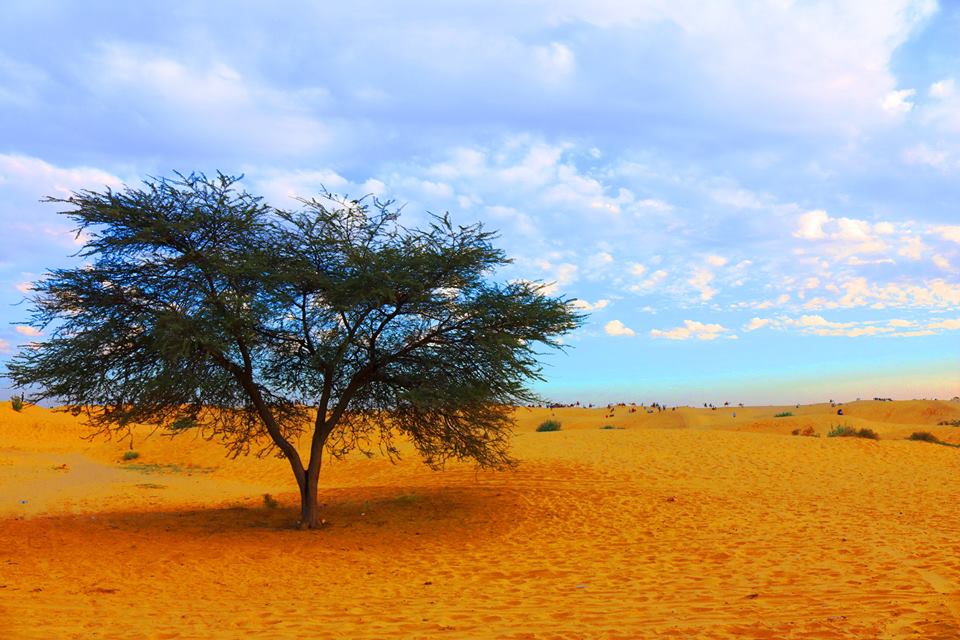 The Sam Dunes, Jaisalmer - India Travel Forum | IndiaMike.com