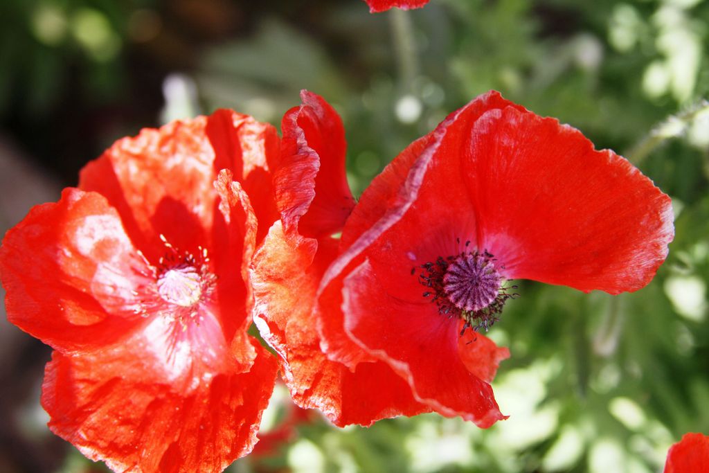 flowers with blood red colour - India Travel Forum | IndiaMike.com