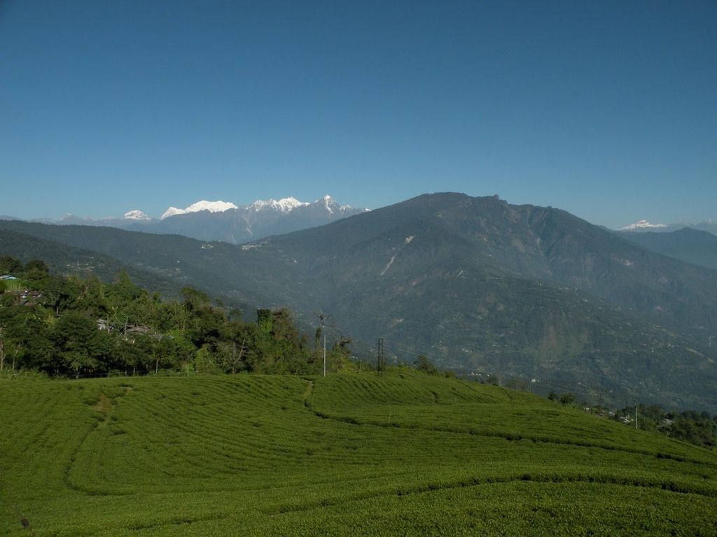 Temi Tea Garden - India Travel Forum | IndiaMike.com