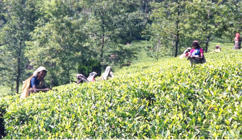 Tamil tea workers near Munnar - Kerala - India Travel Forum | IndiaMike.com