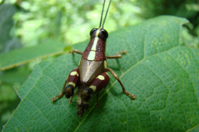 Unknown Insect - India Travel Forum | IndiaMike.com