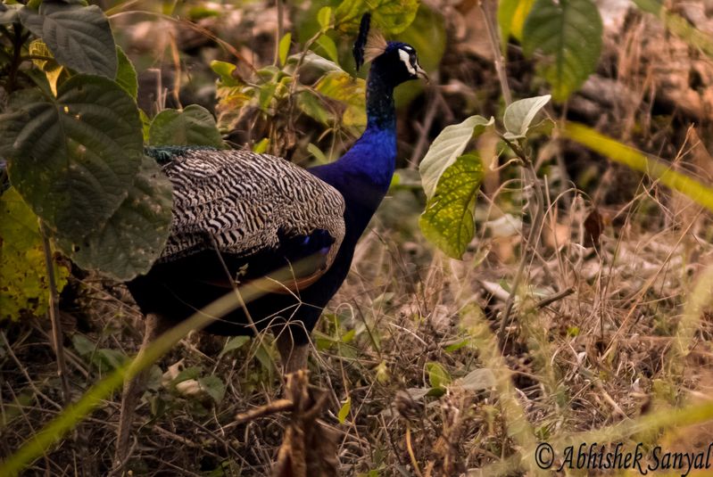 Peacock, Found at Jaldapara National Park, West Bengal, Ind…